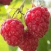 Nova Raspberry - 1 Gallon Pot 2 Nova Raspberry - 1 Gallon Pot -Plant Serie Store Raspberry Nova 1