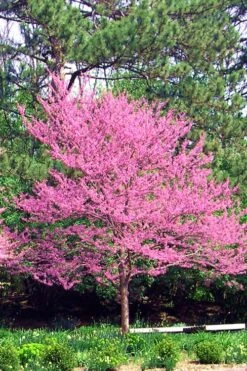 Carolina Sweetheart Eastern Redbud Tree - 3 Gallon Pot -Plant Serie Store Redbud Carolina Sweetheart 14