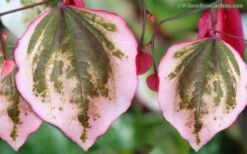 Carolina Sweetheart Eastern Redbud Tree - 5 Gallon Pot -Plant Serie Store Redbud Carolina Sweetheart 9 1