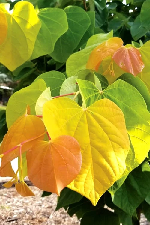 The Rising Sun Redbud Tree - 7 Gallon Pot (3-4') 3 The Rising Sun Redbud Tree - 7 Gallon Pot (3-4')