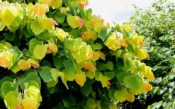 The Rising Sun Redbud Tree - 7 Gallon Pot (3-4') 15 The Rising Sun Redbud Tree - 7 Gallon Pot (3-4') -Plant Serie Store Redbud Rising Sun 33