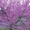 Eastern Redbud - 7 Gallon Pot -Plant Serie Store Redbud Tree Eastern 500x750 1