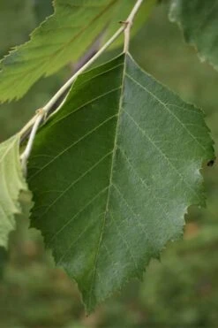 River Birch Tree (Single Trunk) - 3 Gallon Pot -Plant Serie Store River Birch 13
