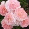 Apricot Drift Dwarf Rose - 1 Gallon Pot -Plant Serie Store Rose Apricot Drift Rose BS 1