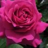 Brindabella Purple Prince Shrub Rose - 1 Gallon Pot -Plant Serie Store Rose Brindabella Purple Prince 1