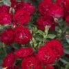 Red Drift Groundcover Rose - 2 Gallon Pot 2 Red Drift Groundcover Rose - 2 Gallon Pot -Plant Serie Store Rose Drift Red 10