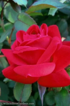 Red Double Knock Out Rose - 5 Gallon Pot -Plant Serie Store Rose Knock Out Double Red 10
