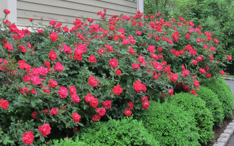 Original Red Knock Out Rose - 1 Gallon Pot 6 Original Red Knock Out Rose - 1 Gallon Pot - Image 4