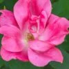 Pink Knock Out Rose - 3 Gallon Pot -Plant Serie Store Rose Knock Out Pink 5