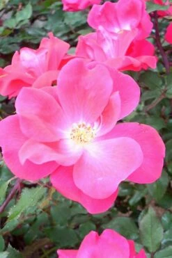 Pink Knock Out Rose - 3 Gallon Pot -Plant Serie Store Rose Knock Out Pink 6