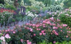 Pink Knock Out Rose - 3 Gallon Pot -Plant Serie Store Rose Knock Out Pink 8