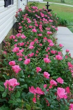 Pink Knock Out Rose - 1 Gallon Pot -Plant Serie Store Rose Knock Out Pink 9 1