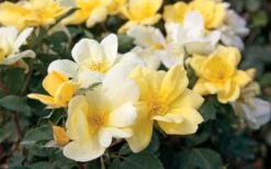 Sunny Yellow Knock Out Rose - 3 Gallon Pot -Plant Serie Store Rose Knock Out Sunny 11