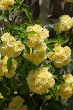 Lady Banks Yellow Rose - 3 Gallon Pot -Plant Serie Store Rose Lady Banks Yellow 21 2