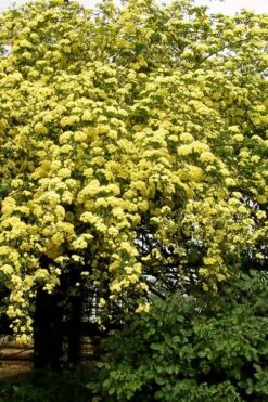 Lady Banks Yellow Rose - 3 Gallon Pot -Plant Serie Store Rose Lady Banks Yellow 25 2