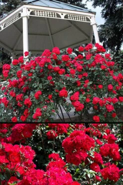 Linda Campbell Hybrid Rugosa Rose - 3 Gallon Pot -Plant Serie Store Rose Linda Campbell 3