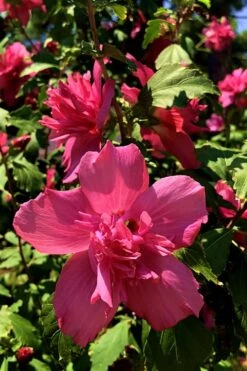 Lucy Rose Of Sharon (Single Trunk Tree) - 7 Gallon Pot (3-4') -Plant Serie Store Rose Of Sharon Lucy 13