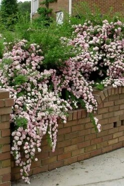 Petite Pink Scotch Miniature Rose - 1 Gallon Pot -Plant Serie Store Rose Petite Scotch Pink 10