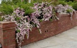 Petite Pink Scotch Miniature Rose - 1 Gallon Pot -Plant Serie Store Rose Petite Scotch Pink 2