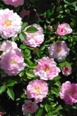 Petite Pink Scotch Miniature Rose - 1 Gallon Pot -Plant Serie Store Rose Petite Scotch Pink 3