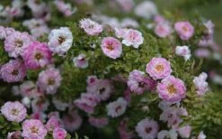 Petite Pink Scotch Miniature Rose - 1 Gallon Pot -Plant Serie Store Rose Petite Scotch Pink 4