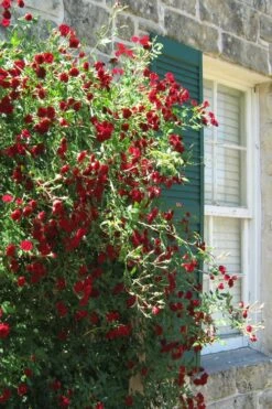 Red Cascade Miniature Climbing Rose - 6 Pack Of 1 Gallon Pots -Plant Serie Store Rose Red Cascade 10