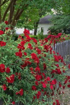 Red Cascade Miniature Climbing Rose - 6 Pack Of 1 Gallon Pots -Plant Serie Store Rose Red Cascade 11