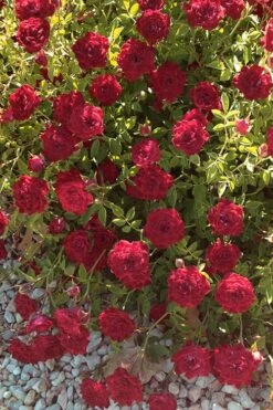 Red Cascade Miniature Climbing Rose - 6 Pack Of 1 Gallon Pots -Plant Serie Store Rose Red Cascade 12