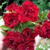 Red Cascade Miniature Climbing Rose - 6 Pack Of 1 Gallon Pots -Plant Serie Store Rose Red Cascade Closeup 2