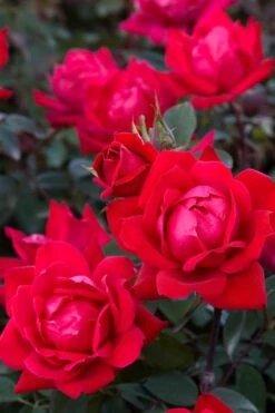 Red Double Knock Out Rose - 5 Gallon Pot -Plant Serie Store Rose Red Double Knockout BS
