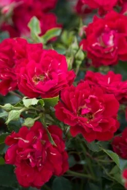 Red Drift Groundcover Rose - 2 Gallon Pot -Plant Serie Store Rose Red Drift BS