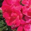 Original Red Knock Out Rose - 1 Gallon Pot -Plant Serie Store Rose Red Knock Out 10