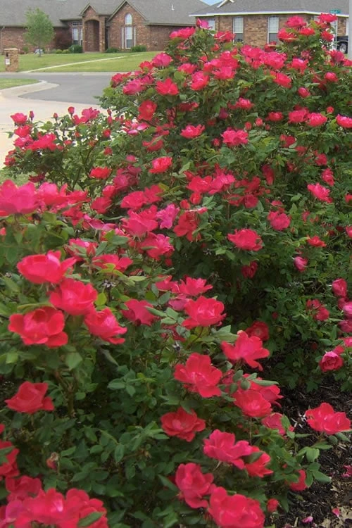 Original Red Knock Out Rose - 1 Gallon Pot 8 Original Red Knock Out Rose - 1 Gallon Pot - Image 6