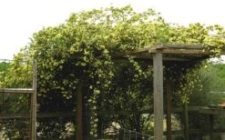 Lady Banks Yellow Rose - 2 Gallon Pot -Plant Serie Store Rose Yellow Lady Banks On Pergola 3