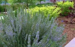 Arp Rosemary - 1 Gallon Pot -Plant Serie Store Rosemary Arp Blooming