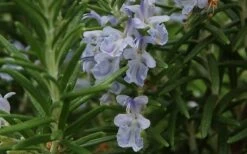 Arp Rosemary Pyramid Form - 2 Gallon Pot -Plant Serie Store Rosemary Arp Closeup 2