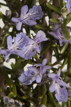 Barbeque Rosemary Plant - 1 Gallon Pot -Plant Serie Store Rosemary Barbeque 13