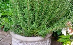 Barbeque Rosemary Plant - 1 Gallon Pot -Plant Serie Store Rosemary Barbeque