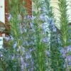 Barbeque Rosemary Plant - 1 Gallon Pot -Plant Serie Store Rosemary Barbeque 500x750 1