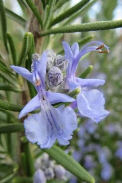 Prostrate Creeping Rosemary - 1 Gallon Pot -Plant Serie Store Rosemary Prostrate 17
