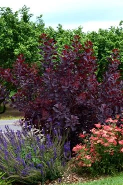 Royal Purple Smoke Tree (Smokebush) - Cotinus Coggygria - 3 Gallon Pot -Plant Serie Store SMoke Tree Royal Purple 20