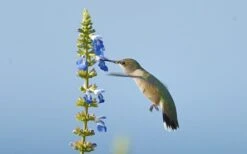 Bog Sage - Salvia Uliginosa - 3 Pack Of Quart Pots -Plant Serie Store Salvia Bog Hummingbird