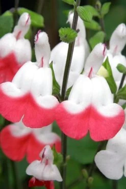Hot Lips Sage - Salvia Microphylla - 7.5" Pot -Plant Serie Store Salvia Hot Lips 10