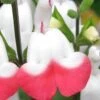 Hot Lips Sage - Salvia Microphylla - 7.5" Pot -Plant Serie Store Salvia Hot Lips 11