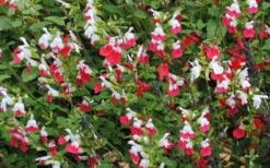 Hot Lips Sage - Salvia Microphylla - 7.5" Pot -Plant Serie Store Salvia Hot Lips 13