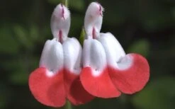 Hot Lips Sage - Salvia Microphylla - 7.5" Pot -Plant Serie Store Salvia Hot Lips 15