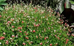 Hot Lips Sage - Salvia Microphylla - 7.5" Pot -Plant Serie Store Salvia Hot Lips 17