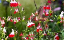 Hot Lips Sage - Salvia Microphylla - 7.5" Pot -Plant Serie Store Salvia Hot Lips 20