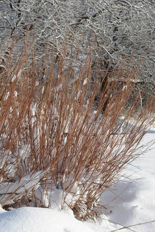 Standing Ovation Little Bluestem Grass (Schizachyrium Scoparium) - 6 Pack Of 1 Gallon Pots 8 Standing Ovation Little Bluestem Grass (Schizachyrium Scoparium) - 6 Pack Of 1 Gallon Pots - Image 6