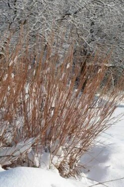 Standing Ovation Little Bluestem Grass (Schizachyrium Scoparium) - 1 Gallon Pot -Plant Serie Store Schizachyrium scoparium standing ovation little bluestem grass 2